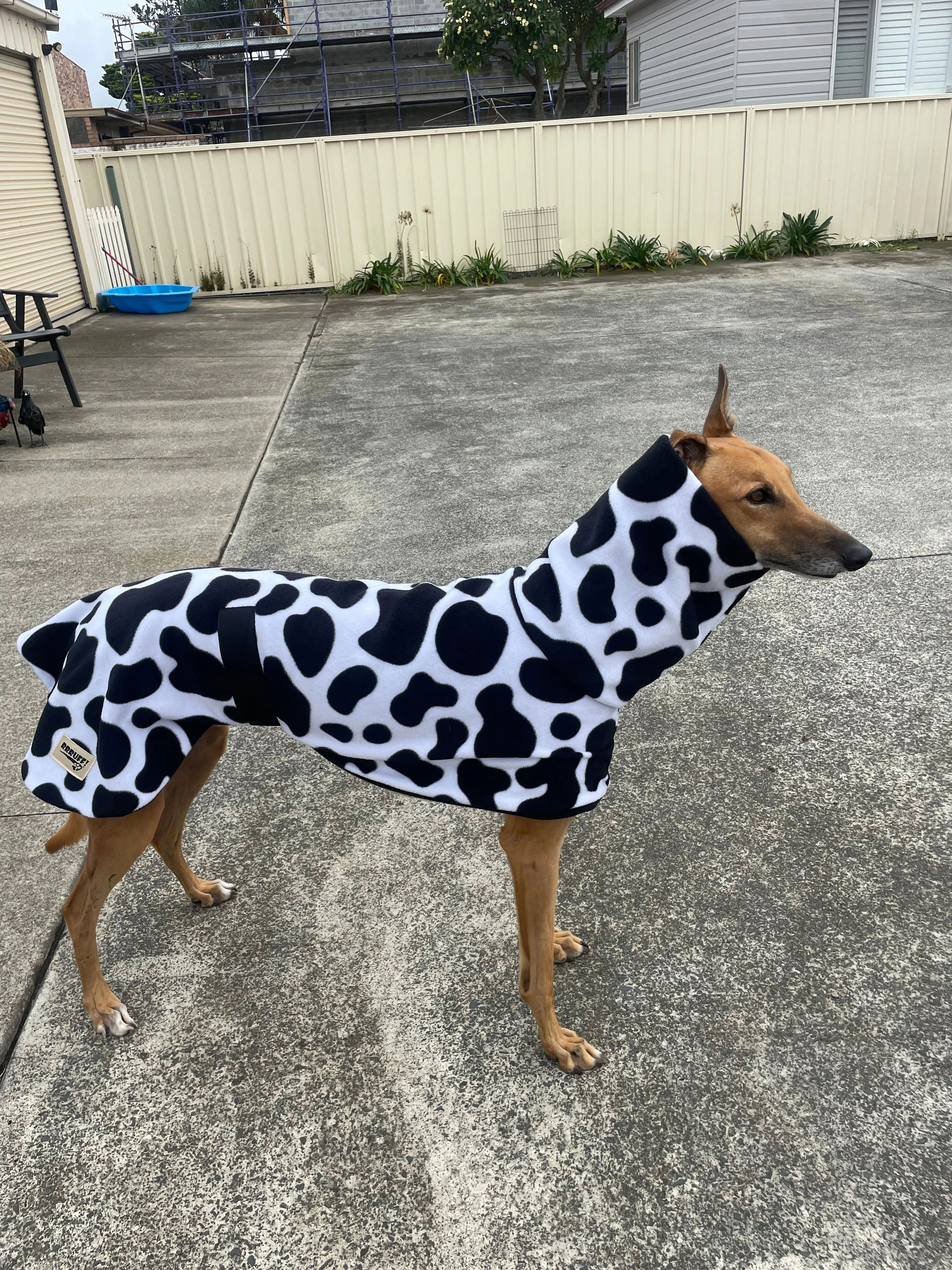 Cow print fleecy deluxe style greyhound coat with snuggly wide neck roll washable