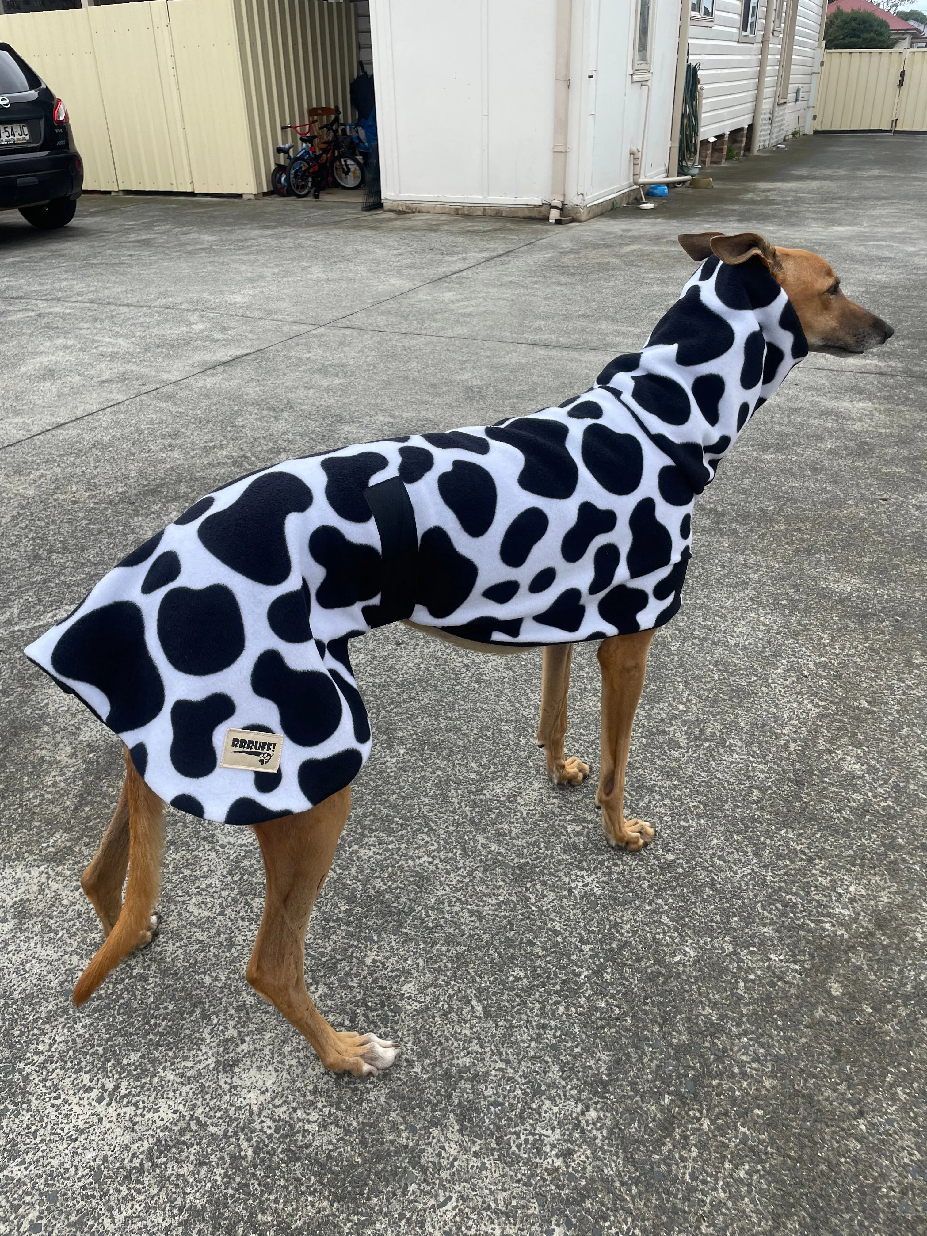 Cow print fleecy deluxe style greyhound coat with snuggly wide neck roll washable