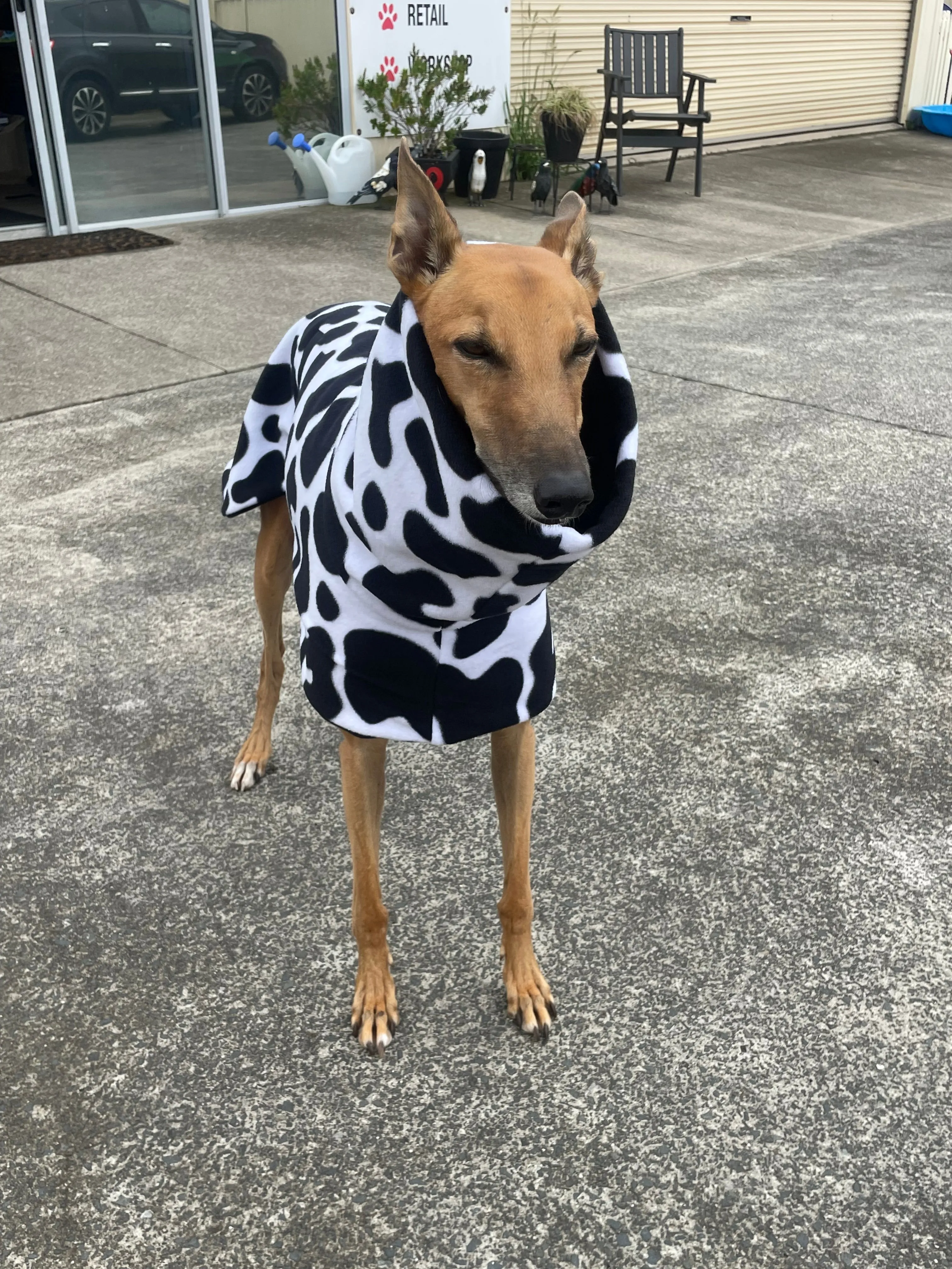 Cow print fleecy deluxe style greyhound coat with snuggly wide neck roll washable